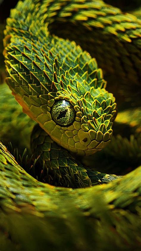 snake wallpaper iphone